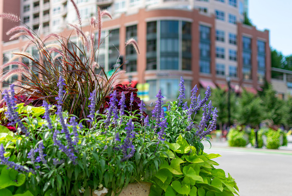 Hop Around Evanston